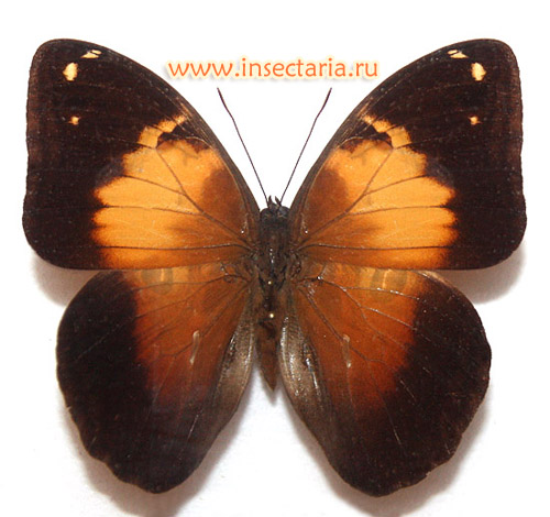 Опсифана Батея (Opsiphanes batea) - среднего размера бабочка с неясным таксономическим статусом